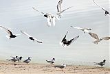 White-winged Tern